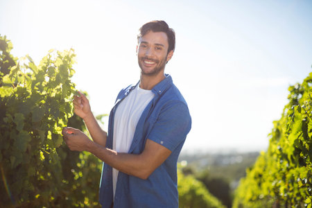 Man standing in sunlit vineyard among green grapevines holding vine leaf near cluster of grapes. Viticulture, agritourism, rural, outdoor, scenic, harvest, leisureの写真素材