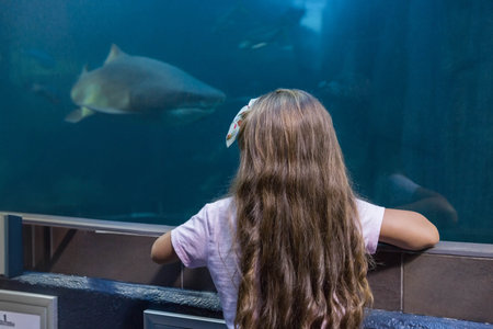 Girl wearing hair bow at barrier, gazing through aquarium glass at gliding shark in blue-lit tank. Marine, curiosity, exploration, education, underwater, aquatic, childrenの写真素材