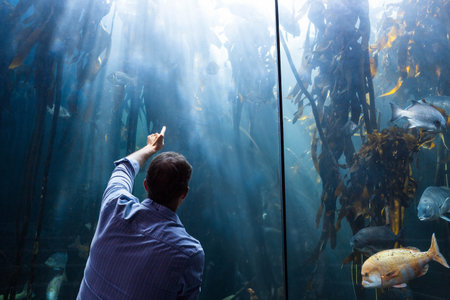 Man pointing at fish gathering among kelp inside aquarium exhibit under light beams, copy space. Marine, exploration, aquatic, observation, tranquility, biodiversity, scenicの写真素材