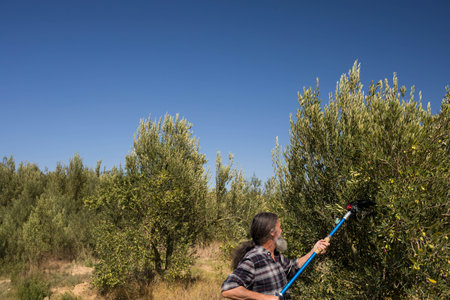 Senior man harvesting olives using long-handled comb tool in sunlit olive grove, copy space. Agriculture, sustainability, rural, organic, tradition, harvesting, serenityの写真素材