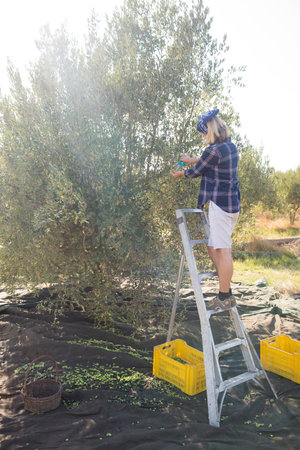 Senior harvest worker climbing aluminum ladder in olive orchard picking olives on tarp, copy space. Agriculture, harvesting, nature, rustic, outdoor, productivity, sustainabilityの写真素材