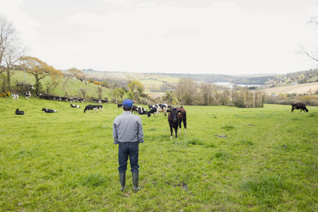 Male farmer wearing baseball cap and rubber boots standing in green pasture facing herd of cattle. Pasture, agriculture, countryside, rural, farmland, livestock, grazingの写真素材