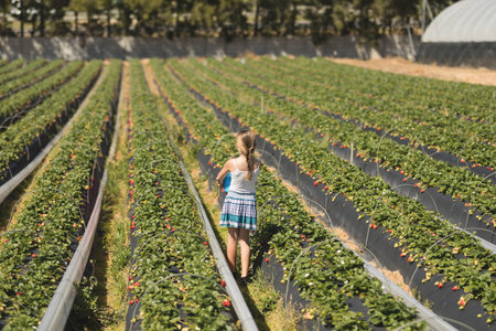 Girl child holding blue bucket standing between strawberry rows on farm with drip irrigation tubing. Agriculture, horticulture, harvest, growth, nature, rural, ecosystemの写真素材