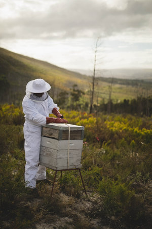 Male beekeeper wearing protective suit and red gloves inspecting hive box on grassy hillside meadow. Rural agriculture, environmental conservation, eco-friendly, natural landscape, outdoor activity, sustainable farming, professional attireの写真素材