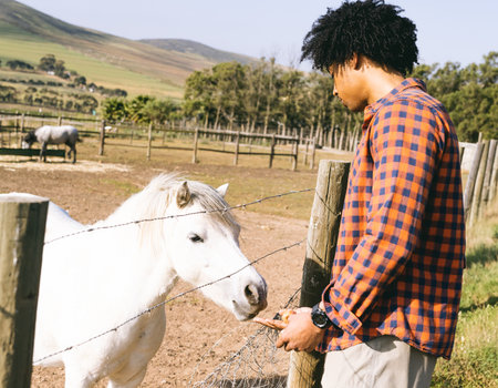 African American man feeding white horse through barbed-wire fence on farm paddock, copy space. Rural, pastoral, rustic, countryside, equine, outdoor, tranquilityの写真素材