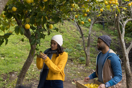 Diverse friends inspecting ripe lemons on grassy hillside orchard while holding wicker basket. Orchard, citrus, harvest, collaboration, nature, vibrant, outdoorの写真素材