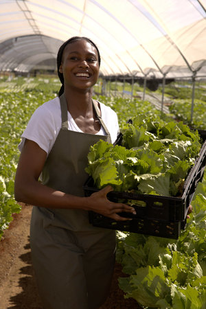 African American woman standing in high-tunnel greenhouse carrying black crate with lettuce heads....