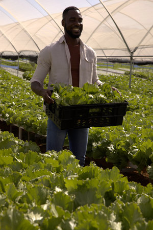 African American man walking through greenhouse holding black plastic crate brimming with lettuce....