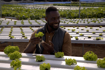 African American man holding lettuce seedling and inspecting hydroponic channels in greenhouse....