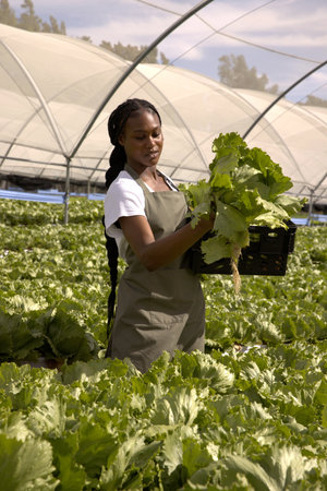 African American woman harvesting lettuce head and filling black crate among rows inside greenhouse....