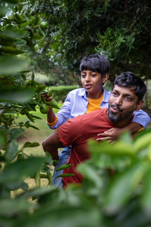 Asian father and son carrying child on back while picking green citrus fruit in backyard orchard. Family, outdoor, nature, agriculture, serenity, bonding, lifestyleの写真素材