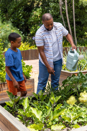 African American dad and son watering leafy greens in raised beds, pointing with pale green can