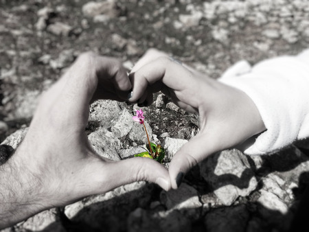 Pink Love  Two hands that create heart shape. In the heart there is a pink cyclamen that lies within rocks. Black and white background.の写真素材