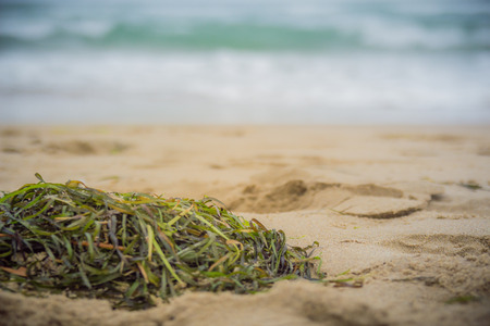 Close up of algae on the beach sand. Sea with waves in the background. Cloudy day.の写真素材