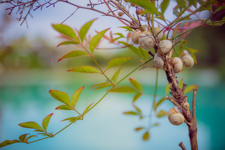 Close up of snails on a branch. Vivid Colors.の写真素材
