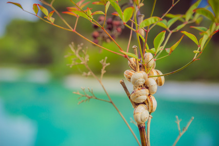 Close up of snails on a branch. Vivid Colors.の写真素材
