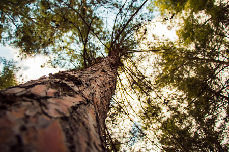 Tree from below. Tree with a narrow depth of field. Browinsh color.の写真素材