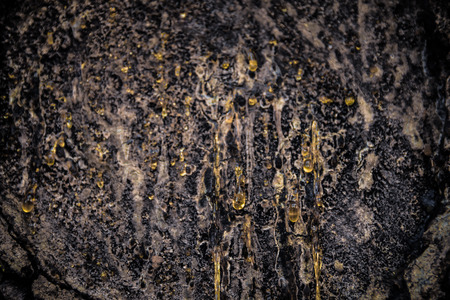 Close up of resin on a treeの写真素材