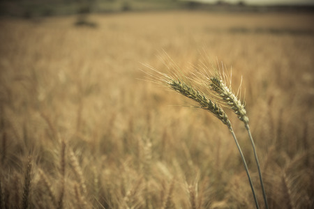 Close up of greenyellow wheat crop. Blurred background.の写真素材