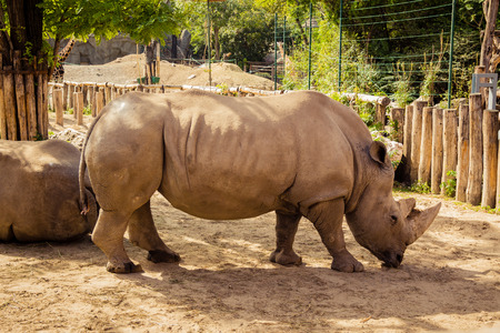 Rhino in the zooの写真素材