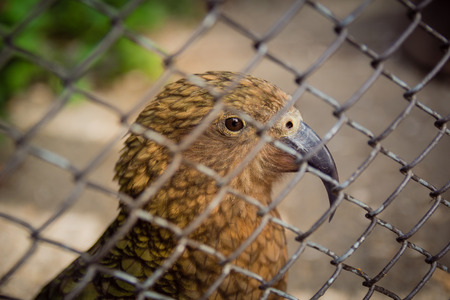 Close up of a brown bird behind a metal fence at the zooの写真素材