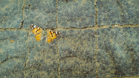Dead orange butterfly on the pavementの写真素材
