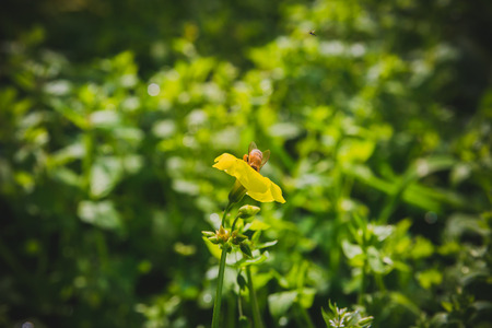 Bee on yellow flower. Close up. Selective focus. vintage look.