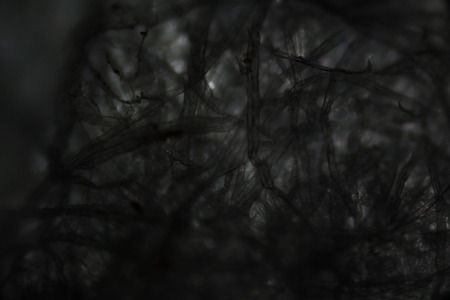 Tissue paper fibers under the microscope.の写真素材