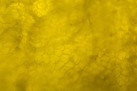 Yellow pepper under the microscope.の写真素材