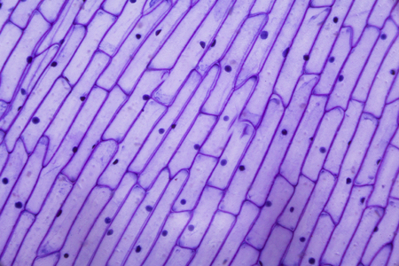 Purple onion peel under the microscope.