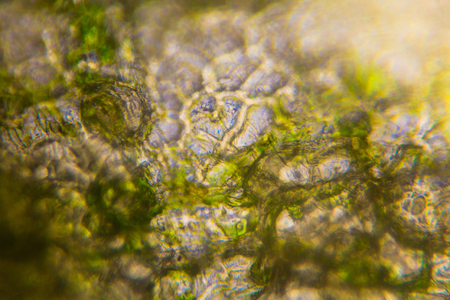 Pickled cucumber under the microscope.