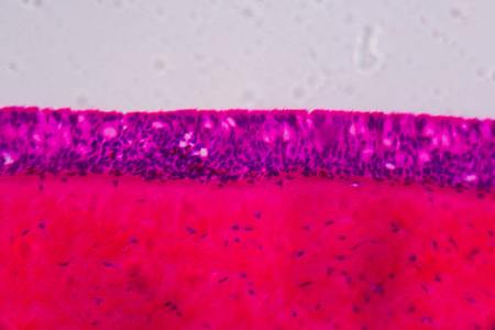 Anodonta gills ciliated epithelium under the microscope - Abstract pink and purple color on white...