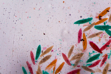 Paramecium caudatum under the microscope - Abstract shapes in color of green, red, orange and brown...