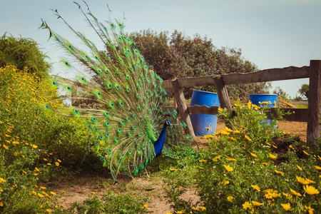 Peacock spread tail-feathers in the farm.の写真素材