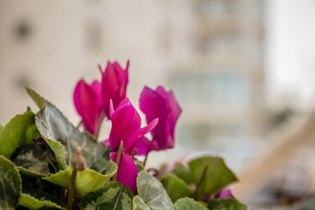 Pink cyclamen flowers - close up.の写真素材