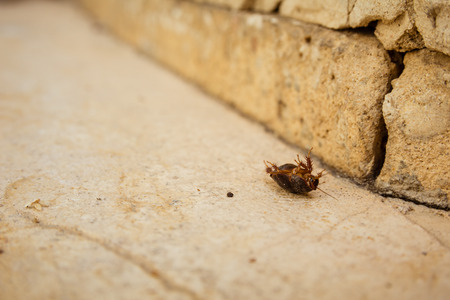 Female desert sand cockroach (Arenivaga africana) on its back.