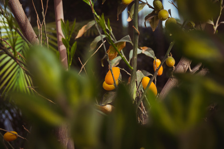Oval kumquat tree with fruits.