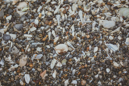 Tiny and large sea shell and rocks texture background.の写真素材