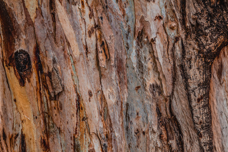 Close up of abstract colorful striped texture and pattern of eucalyptus tree.の写真素材