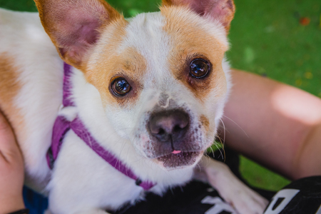 Adorable Jack Russell Terrier dog in the park looking at camera.の写真素材
