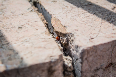 Ladybird hiding inside a crack in stone wall on a sunny spring day in Israel.の写真素材