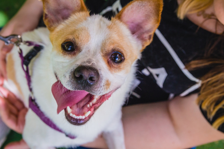 Adorable Jack Russell Terrier dog in the park looking at camera.の写真素材