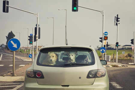 Two dogs behind the rear car window.の写真素材