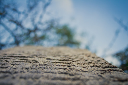 Wood abstract closeupの写真素材