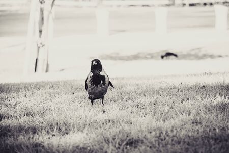 Crow standing on a patch of grass in the park and looking at camera. Vintage black and white selective focus.の写真素材