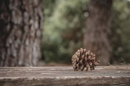Brown pine cone with resin on wooden table in the forest. Closeup with selective focus and copy space.の写真素材