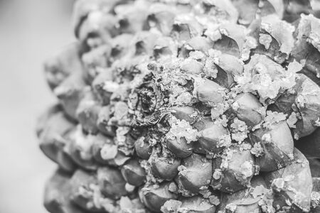 Pine cone with resin in contrast black and white color. Macro close up with selective focus.の写真素材