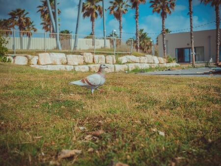 Pigeon walking on the green grass. Close up on dove in the park of Tel Aviv Port commercial district on a sunny summer day.の写真素材
