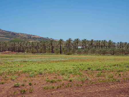 Date palms trees plantation. Tropical agriculture industry in Kibbutz Degania, Israel.の写真素材