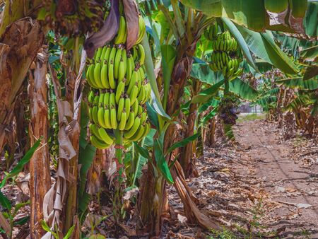 Bunch of growing raw green bananas on banana tree in plantations. In Kibbutz Degania, Israel. Close up.の写真素材